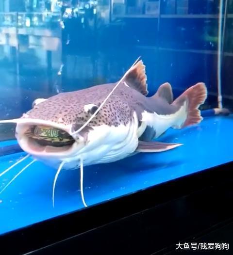 怎么办现在只能从鱼嘴里看到我的龟了, 网友: 保大还是保小?