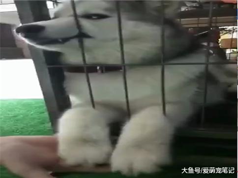 网友晃动二哈的双脚, 狗狗爪子和眼神形成了强烈的反差萌, 好可爱