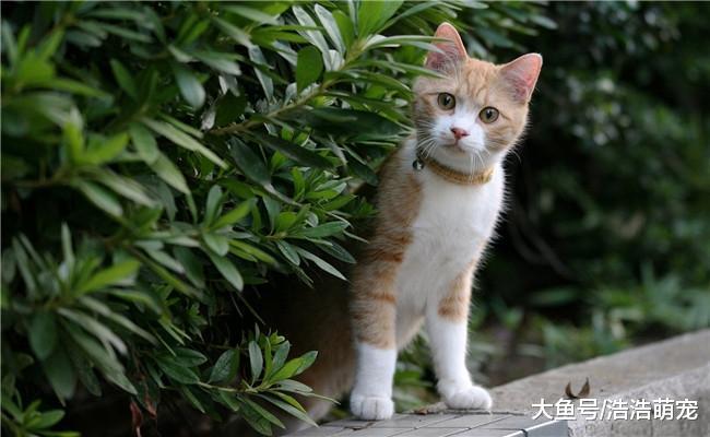 养猫后才会懂得下面五件事, 宠主: 猫咪原来是这么“逗比”的