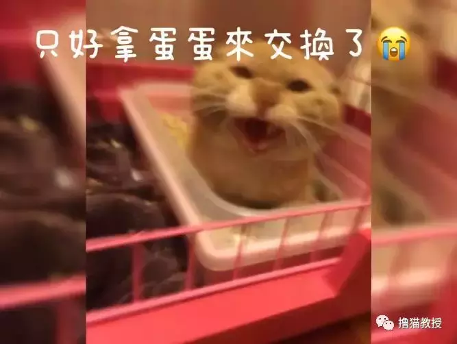 从混迹街头的凶狠橘大哥, 到生病后退隐家庭的橘猫