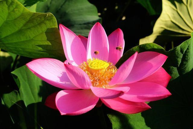 「生肖」下半年,喜鹊报喜,3个生肖小幸运,大幸福!