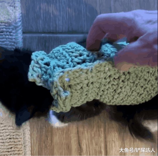 穿毛衣被封印, 小奶猫连路都不会走了: 是谁扼住了我命运的后颈