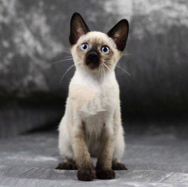 有朋友对暹罗猫感兴趣吗? 想养的朋友, 提前跟着小编了解它们!