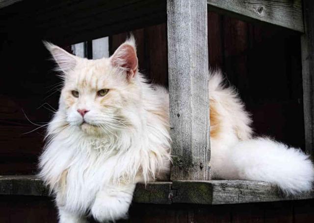 一只能把人吃破产的猫, 堪称“猫界姚明”, 橘猫一比太弱了!