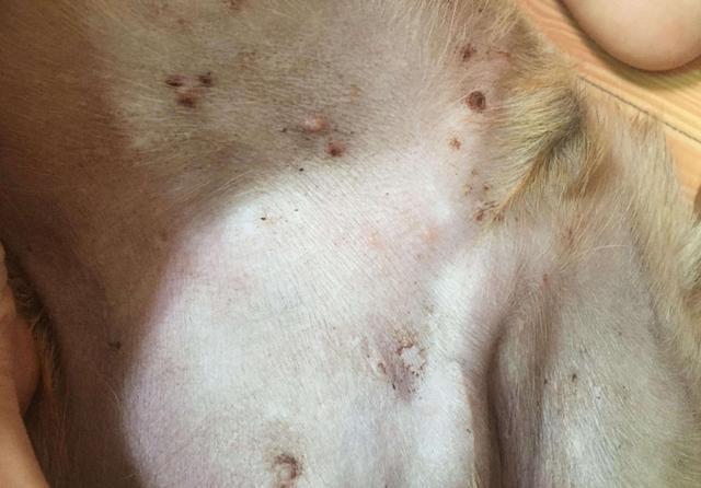 兽医直言: 这样养狗会大大缩短狗狗寿命, 劝你别再犯!