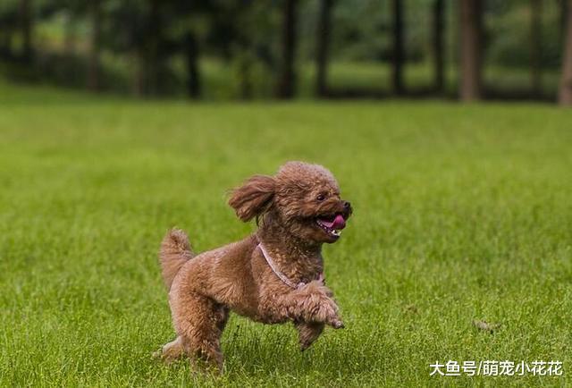 这样饲养贵宾犬, 让它的毛发从此告别粗糙、无亮泽!