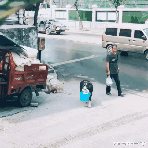 家里没面条了, 主人让边牧狗狗出去买面条, 狗狗出色的完成了