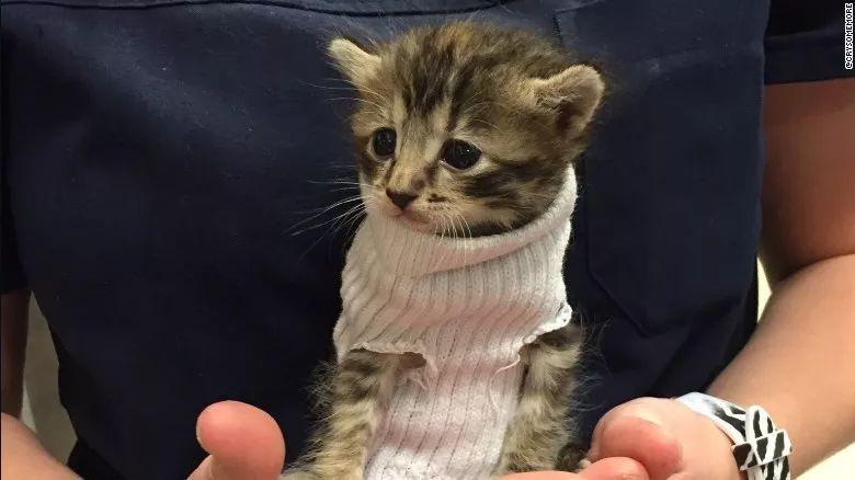穿靴子的猫很可爱, 穿袜子的小奶猫更是萌到爆