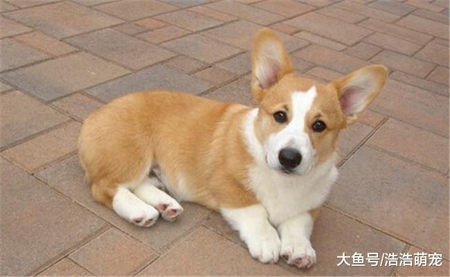 柯基为什么在国内很少见? 原因有五个, 第五个和和二哈一样