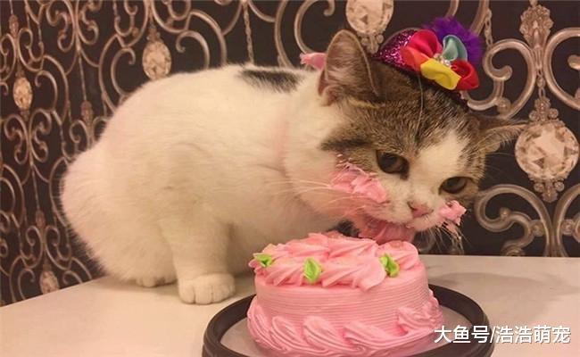 想要猫咪活的更好, 宠主要在下面5个方面下功夫