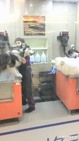 二哈跟萨摩相遇, 二哈: 大傻狗! 萨摩: 你也不见得比我聪明多少!