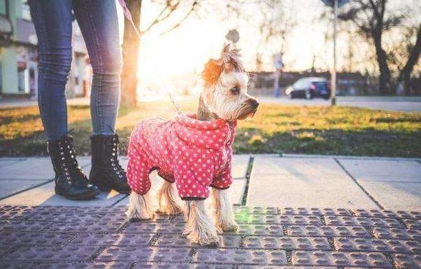 遛狗的“6大禁忌”, 别不在意, 否则你会跟狗狗说永别!