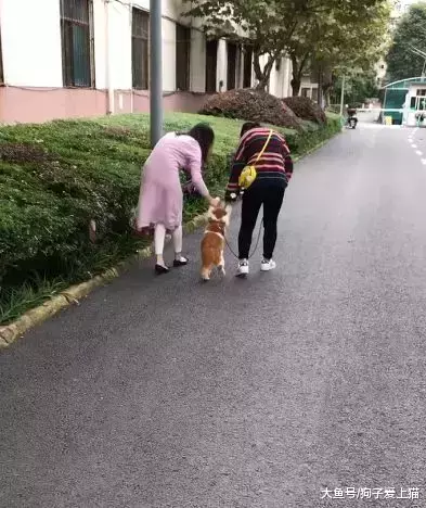 猫咪拒绝被遛, 铲屎官就牵着猫咪走, 猫: 我不要面子啊