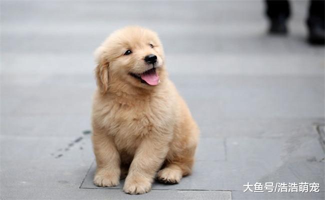 我把金毛送回老家让爷爷照顾, 一年半后我去看望爷爷时, 我懵了