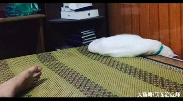 猫咪不小心闻到主人的臭脚, 结果被熏得卧倒在床边: 容我缓一缓!