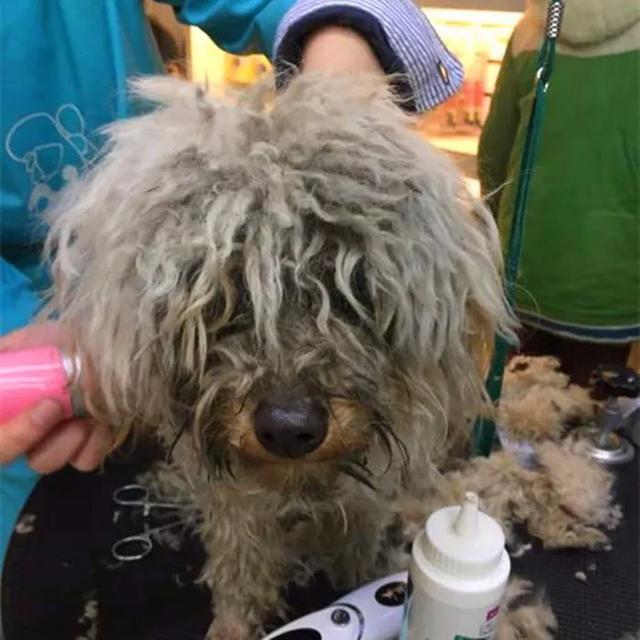 路人捡回流浪狗精心照料, 治愈后哈士奇颜值超高, 网友却称赔本!