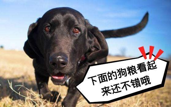 铲屎官注意了! 狗狗做出这四个动作表示它们真的生气了