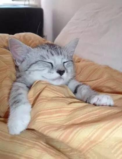 冬天, 起床后被子一定要叠好, 否则...