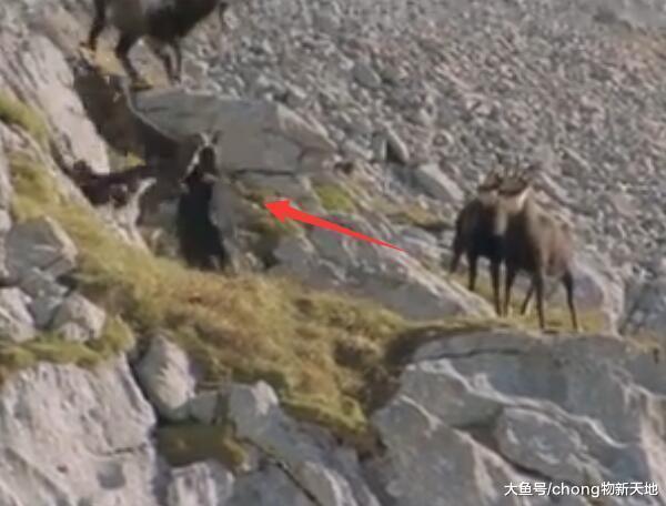 金雕空中抓捕山羊, 结果反被山羊弄得身负重伤, 阴沟里翻船