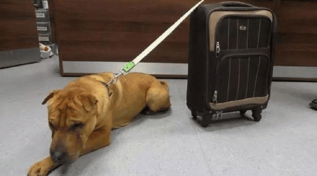 狗狗被人丢在火车站, 抛弃原因错综复杂, 直到他的出现一切明朗了