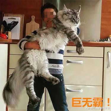 女子买了一只猫, 卖家说是“世界最大”猫咪, 长大后主人看傻眼!