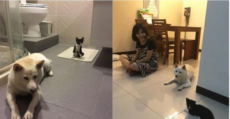 蠢货柴柴请扫地机吃便便, 爸爸开门见满地黄金超崩溃