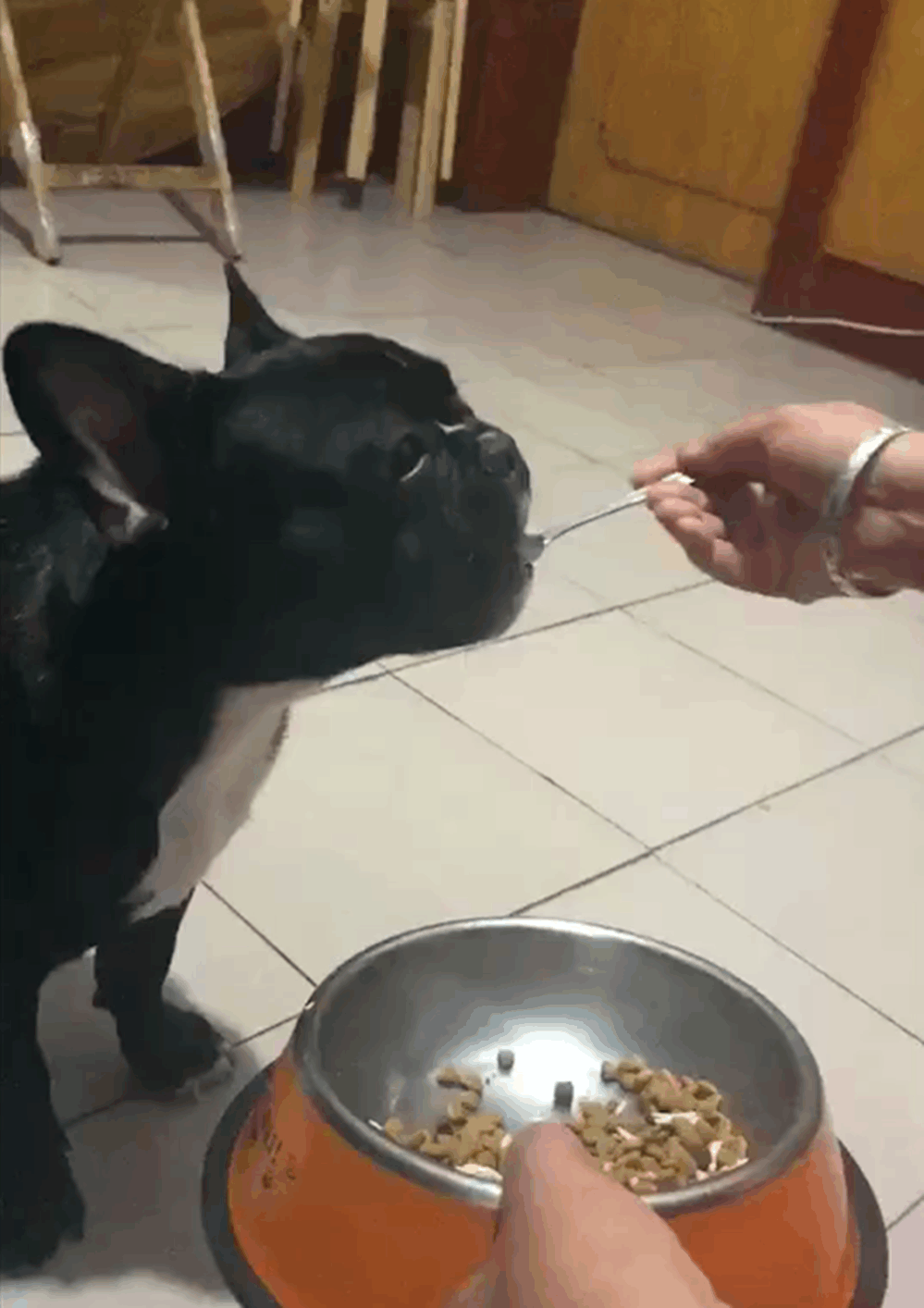 斗牛犬娇生惯养, 连吃饭都要主人用勺子喂, 不喂就不吃……