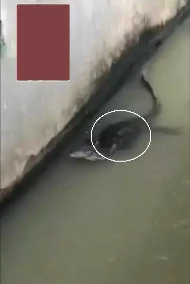 玄武? 城市排水沟, 浮现未知生物, 有壳长尾, 路人惊呼围观