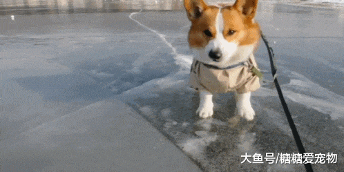 主人把柯基打扮成了“小天使”, 一个冲刺还能飞? 网友: 小飞基!