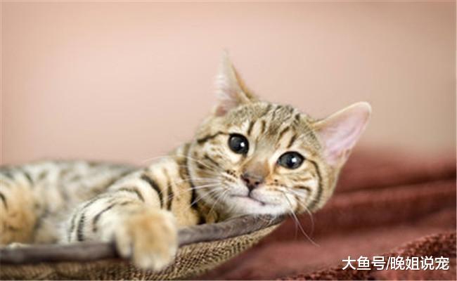 不适合养猫咪的五种人, 打猫咪的人在内, 第四种会伤害猫咪
