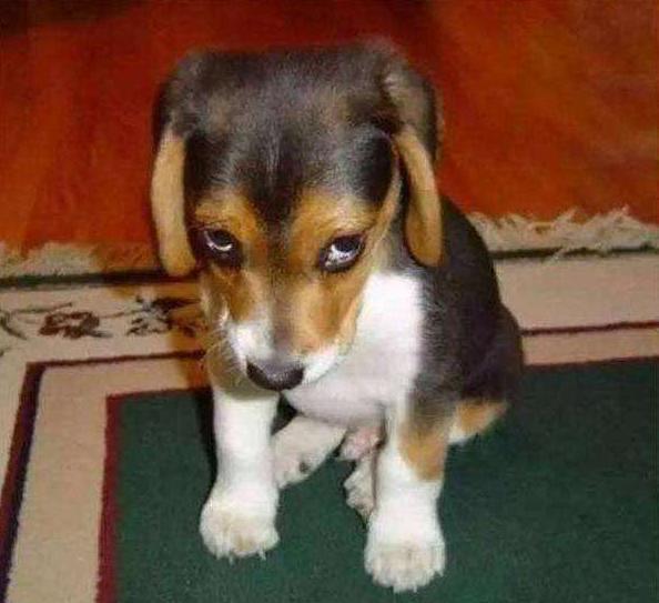 惩罚狗狗, 这5种行为最伤害狗狗, 聪明的铲屎官不会这么做