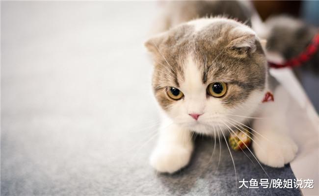 下面五种猫咪可以免费领取的话, 你会带哪个回家? 我选第二个