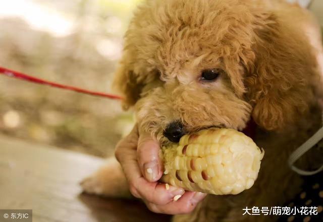 饲养泰迪犬, 要面对的6大“苦恼”, 你能接受几个?