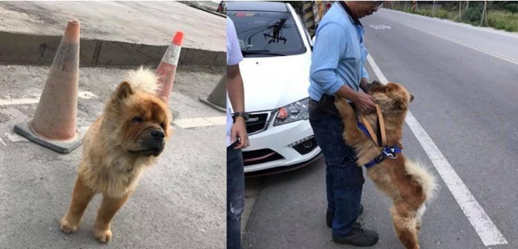 暖女救松狮犬忍痛被咬, 走失半个月后见到爸爸时秒扑怀里撒娇