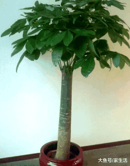 客厅万万要放这些植物, 有钱人家里都会放, 难怪越住越富裕