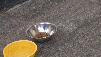 老人晕倒被送院剩忠犬露宿家门, 痴呆的他忘了一切却忘不了这记忆