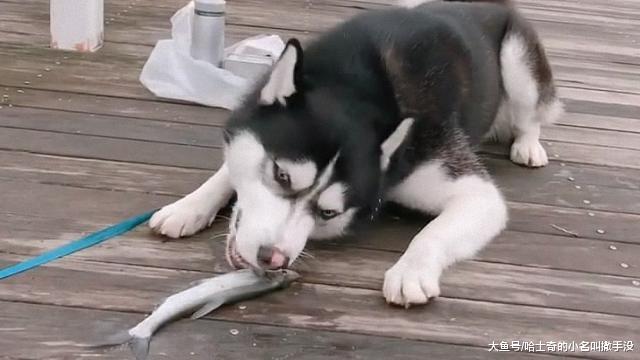 钓鱼的刚把鱼钓上来, 二哈就来打劫了, 二哈你胆子可够大的啊