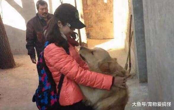 女主人把金毛放农村老家养, 半年后回去, 狗狗的做