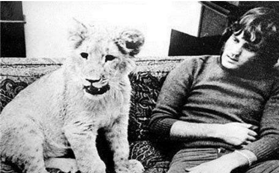 主人遇到受伤的小狮子, 帮其养伤后放生, 两年后重逢落泪