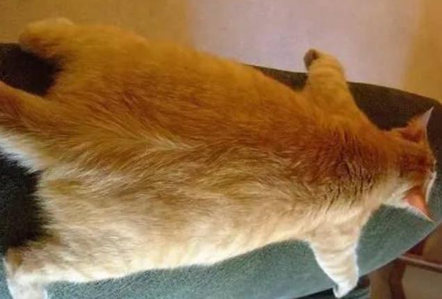 橘猫受熊孩子欺负, 躲到角落睡觉, 却因体积太大被熊孩子一眼找到