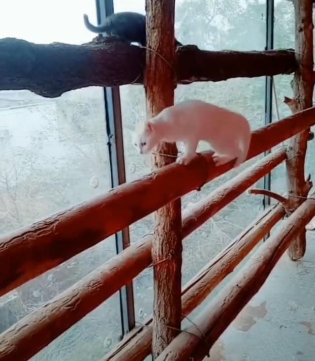 大户人家猫爬架长什么样? 360度落地窗+实木, 真富!