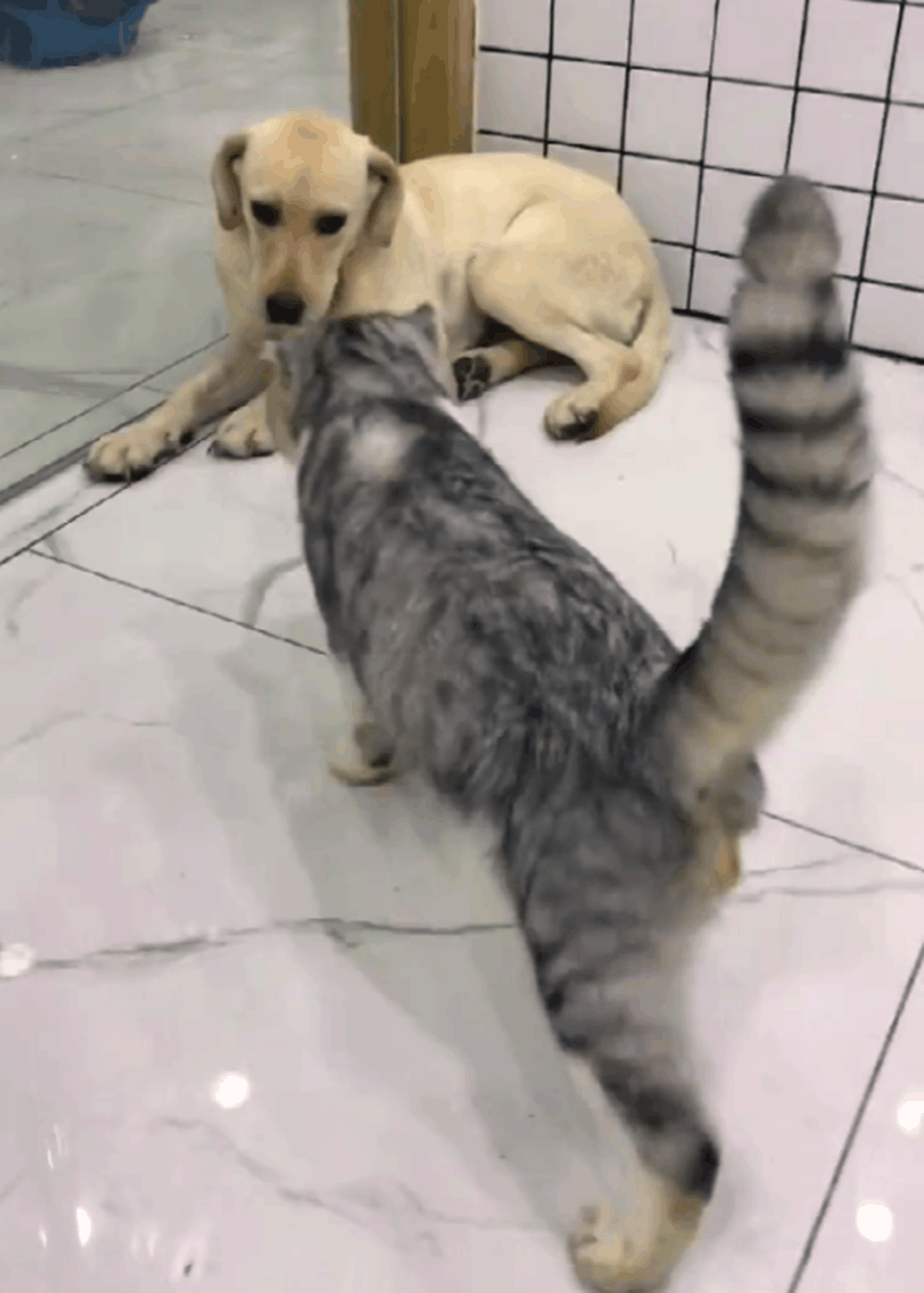猫咪被关铁笼, 狗子在外面睡觉, 猫被放出来后做出的举动亮了……