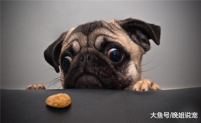 狗狗被打后, 它记仇吗? 看情况, 陌生人不行