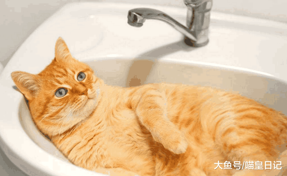 给喵星人洗澡吹风的正确打开方式: 铲屎官们, 你需要一个盆!