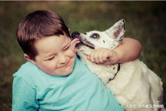 狗狗为啥喜欢舔主人? 原因有5个, 有“味道”在内!