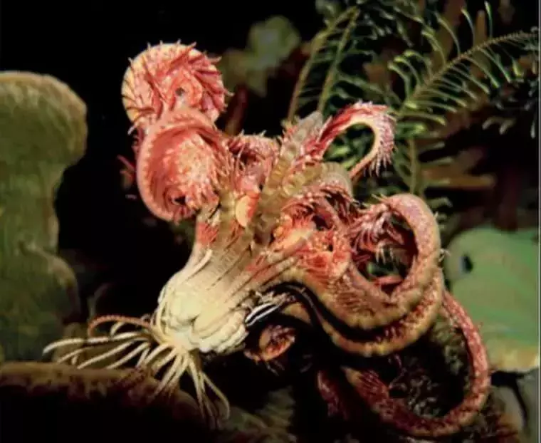 ?自然界有很多长的很随便的动物, 丝毫不注意自己的颜值