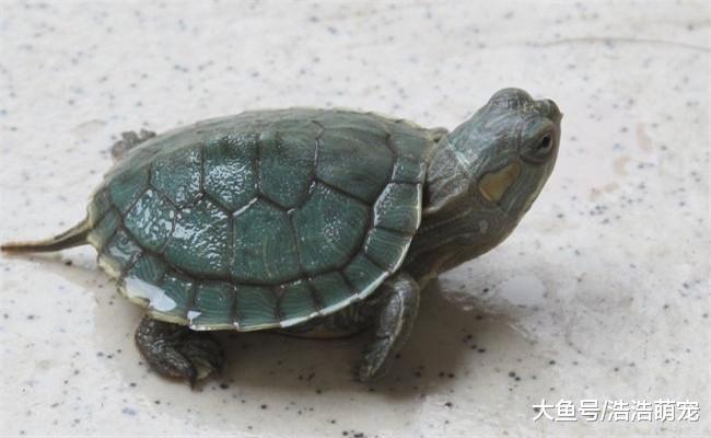 被乌龟咬到不要紧, 有五种办法能帮你解决, 很管用