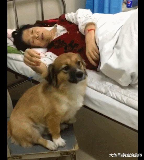 狗狗在医院看到病床上的主人后, 待在床边闷闷不乐的, 好有灵性!