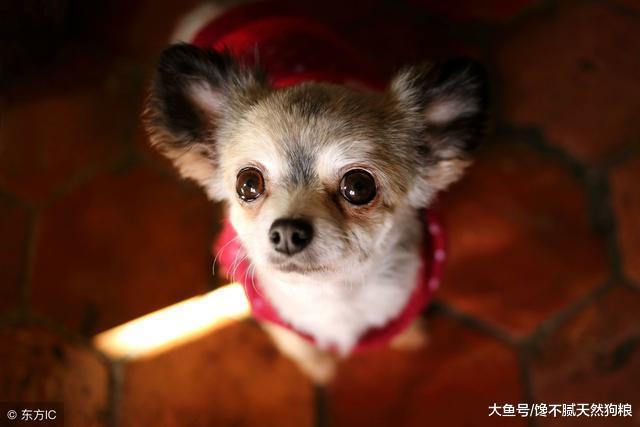 最爱“记仇”的5种狗狗, 惹恼了它们会被记恨一辈子!
