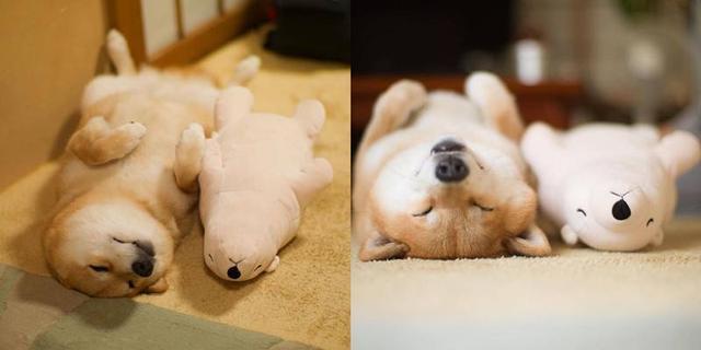 狗狗的5种睡姿, 意思都不一样, 你家狗狗是哪一种?